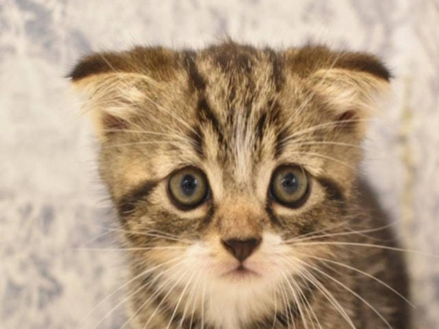静岡県のスコティッシュフォールド (ペッツワン伊東店/2024年3月3日生まれ/男の子/ブラウンタビーホワイト)の子猫